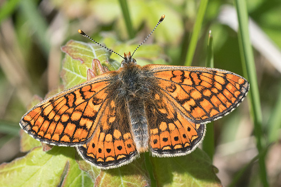 Euphydrias aurinia-4354 - Cipières - 12/05/21