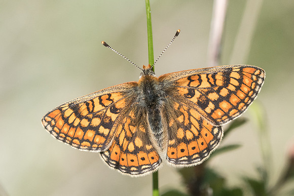 Euphydrias aurinia-4167 - Cipières - 12/05/21