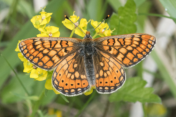Euphydrias aurinia-5121 - Cipières - 12/05/21