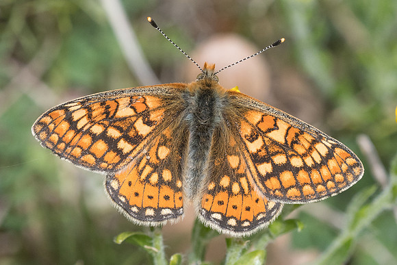 Euphydrias aurinia-5184 - Cipières - 12/05/21