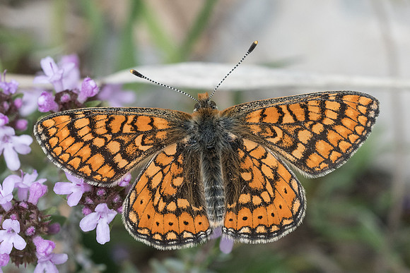 Euphydrias aurinia-5241 - Cipières - 12/05/21