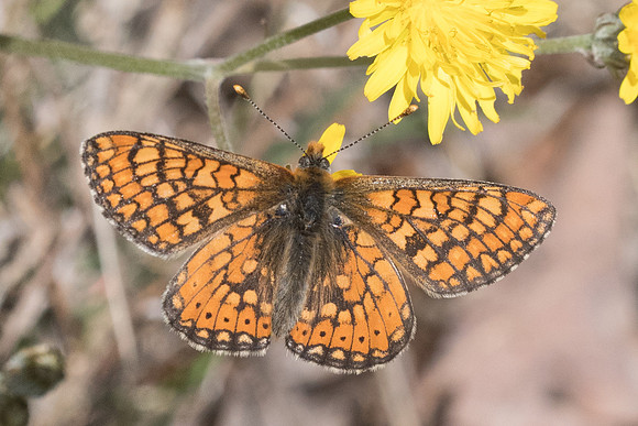 Euphydrias aurinia-7936 - Cipières -  17/05/21