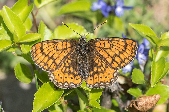 Euphydryas aurinia-4110 - Rimplas - 25/06/21