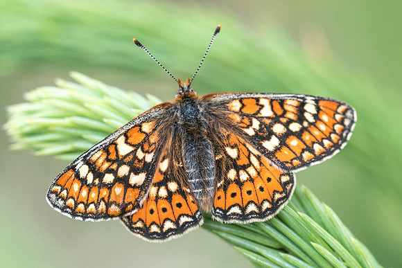 Euphydryas aurinia ssp aurinia - 6248 - Passonfontaine - 27/05/22