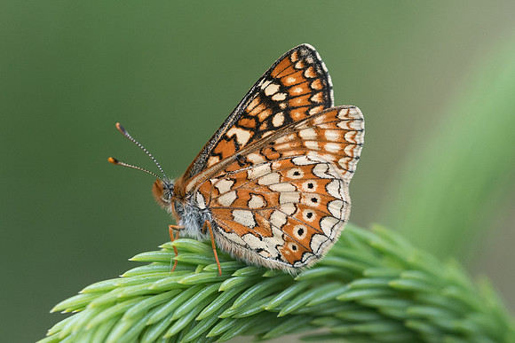 Euphydryas aurinia-6252 - Passonfontaine - 27/05/22
