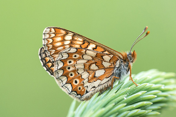 Euphydryas aurinia ssp aurinia-6268 -Passonfontaine - 27/05/22