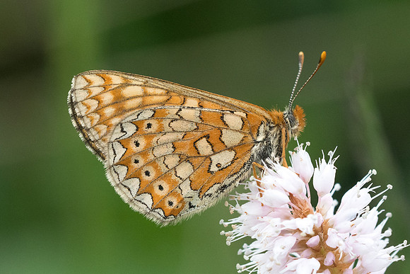 Euphydryas aurinia-6848 - Noël-Cerneux - 27/05/22