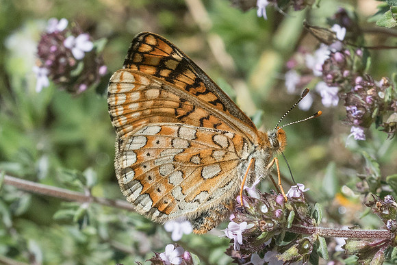 Euphydrias aurinia-8817 - Cipières - 17/05/21