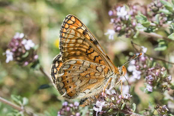 Euphydrias aurinia-8823 - Cipières - 17/05/21