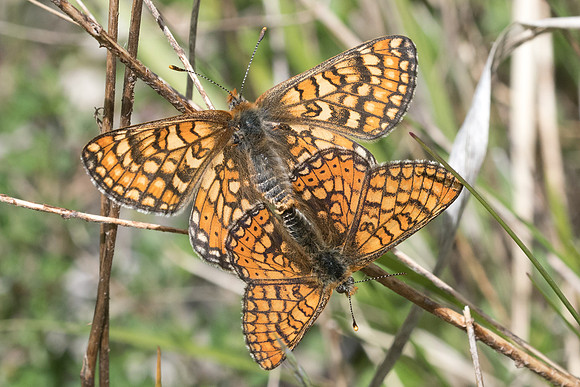 Euphydryas aurinia-8029 - Cipières - 17/05/21
