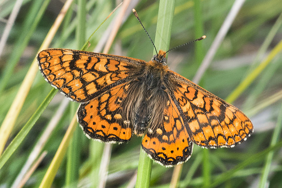 Euphydryas aurinia beckeri-5185 - Prats-de-Sournia - 21/05/23