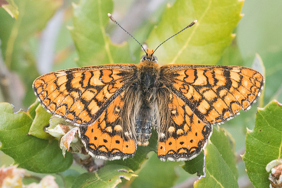 Euphydryas aurinia beckeri-5201 - Prats-de-Sournia - 21/05/23