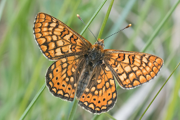 Euphydryas aurinia beckeri-5177 - Prats-de-Sournia - 21/05/23