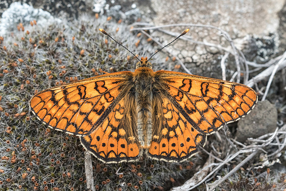 Euphydryas aurinia beckeri-4396 - Prats-de-Sournia - 19/05/23