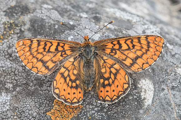 Euphydryas aurinia beckeri-4483 - Prats-de-Sournia - 19/05/23