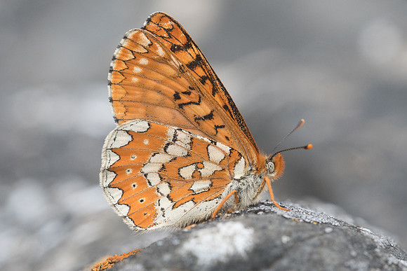 Euphydryas aurinia beckeri-4495 - Prats-de-Sournia - 19/05/23