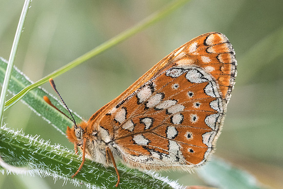 Euphydryas aurinia beckeri-4030 - Prats-de-Sournia- 18/05/23