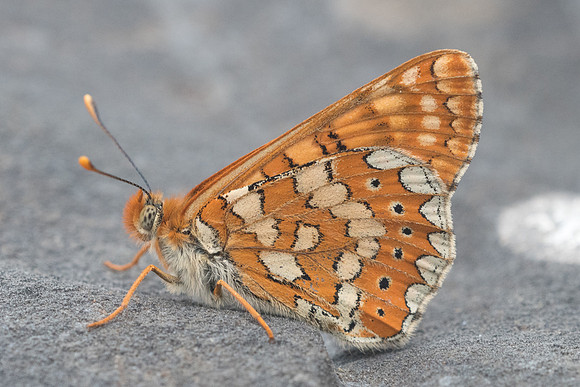 Euphydryas aurinia beckeri - 4446 - Prats-de-Sournia- 19/05/23