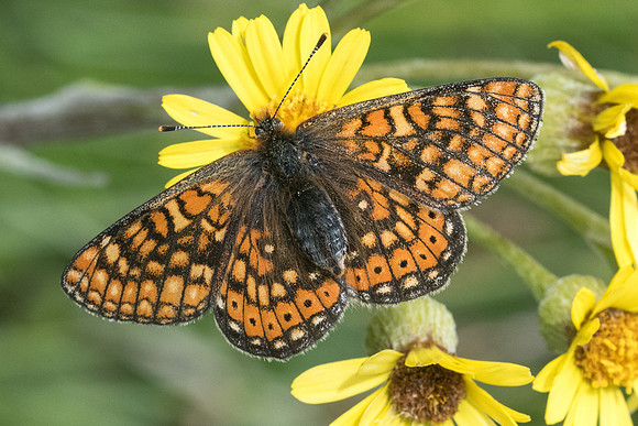 Euphydryas aurinia- 7037 - Noël-Cerneux - 27/05/22