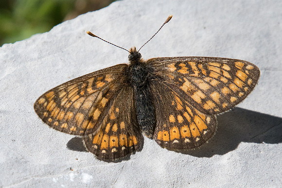 Euphydryas aurinia debilis - 2602 - Estenc - 30/06/20