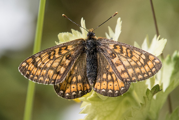 Euphydryas aurinia debilis 2649 - Estenc - 30/06/20