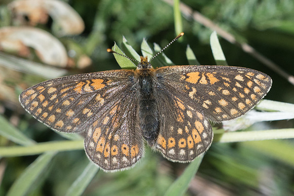 Euphydryas aurinia debilis-0176 - Cervières - 30/06/21