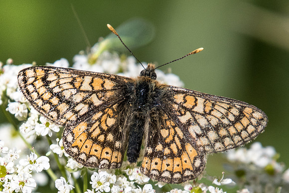 Euphydrias aurinia debilis - 2504 - Estenc 30/06/20