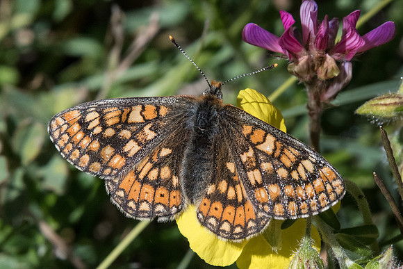 Euphydryas aurinia debilis - 1454 - Cervières - 1/07/21