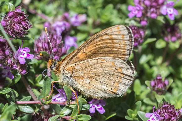 Euphydryas aurinia debilis - 0134 - Cervières - 30/06/21