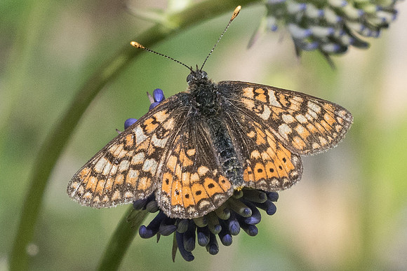 Euphydryas aurinia debilis-7442 - Launes (Beuil) - 28/06/21