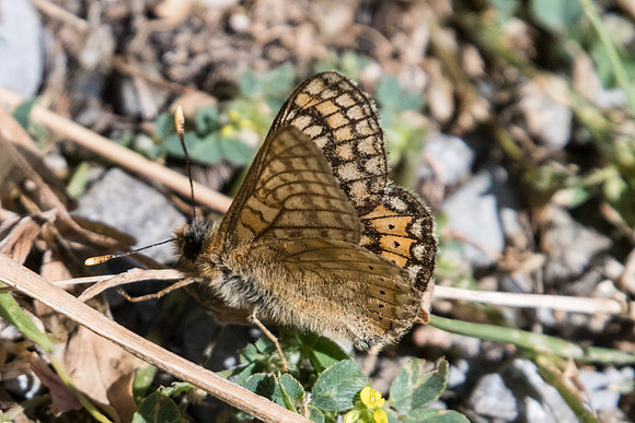 Euphydrias aurinia debilis -2527 - Estenc 30/06/20