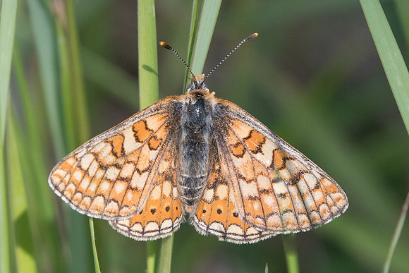 Euphydryas aurinia provincialis-2563 - Barjols - 18/04/19