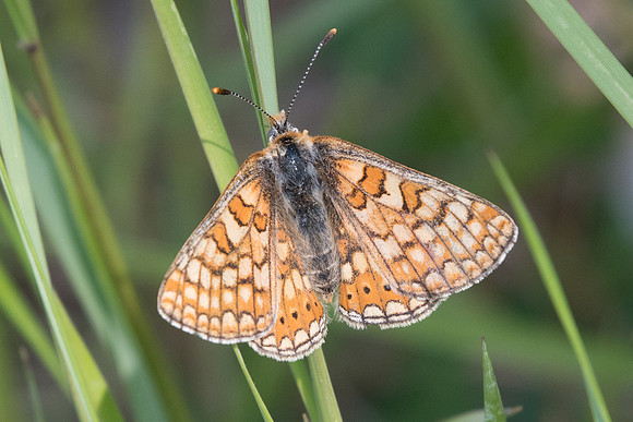 Euphydryas aurinia provincialis-2557 - Barjols - 18/04/19