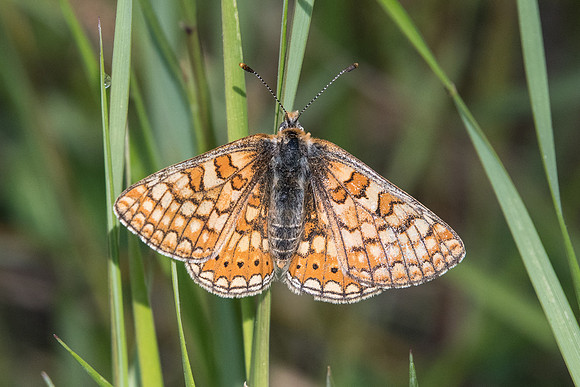 Euphydryas aurinia provincialis-2571 - Barjols - 18/04/19