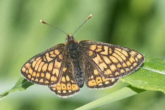Euphydryas aurinia -6832 - Estenc - 28/06/21