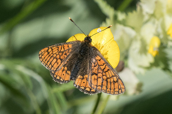 Euphydryas aurinia-7761 - Launes (Beuil) - 28/06/21