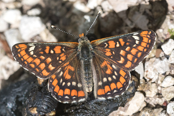 Euphydryas maturna ♂-6005 - Châtillon sur seine 26/05/22