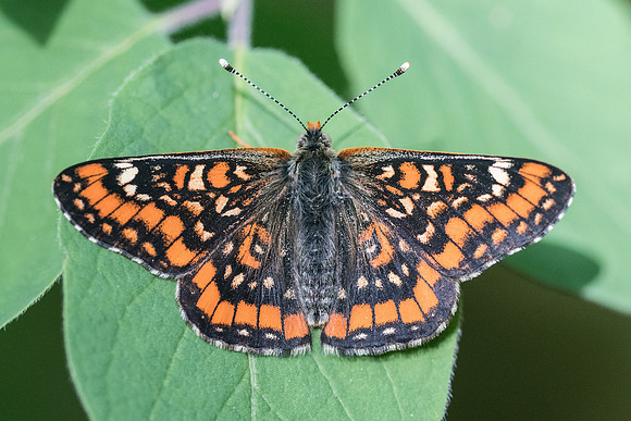 Euphydryas maturna-7939 - Châtillon sur seine 28/05/22