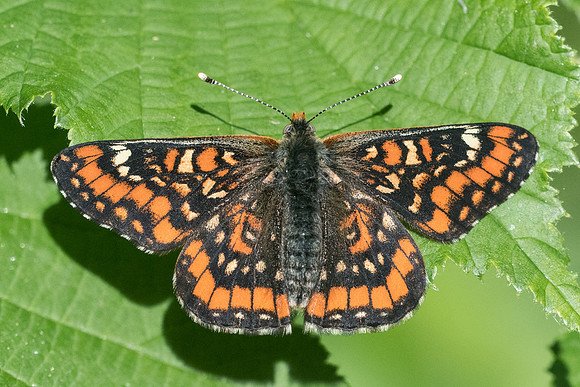 Euphydryas maturna-8096 -Châtillon sur seine - 28/05/22