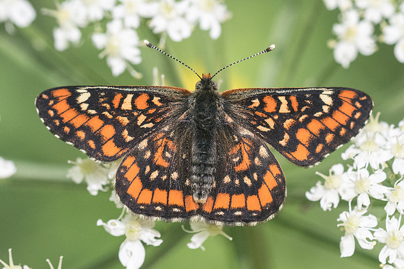 Euphydryas maturna-8041 -Châtillon sur seine - 28/05/22