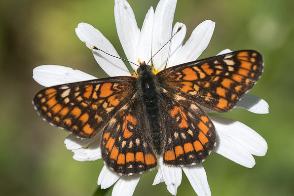 Euphydryas maturna-8229 -Châtillon sur seine - 28/05/22