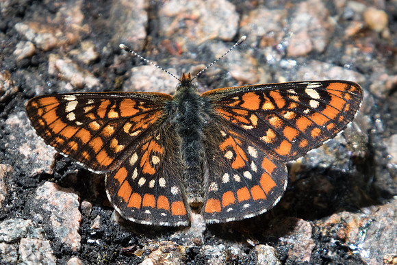 Euphydryas maturna-8460 -Châtillon sur seine - 28/05/22