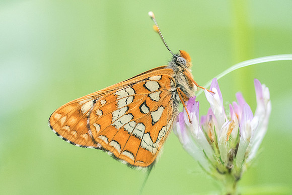 Euphydryas maturna-7505 -Châtillon sur seine - 28/05/22