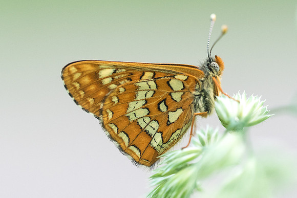 Euphydryas maturna-7830 - Châtillon sur seine - 28/05/22