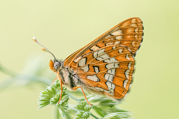 Euphydryas maturna-7808 - Châtillon sur seine - 28/05/22