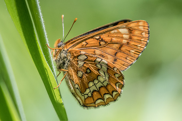 Euphydryas maturna-8723 - Châtillon sur seine - 28/05/22