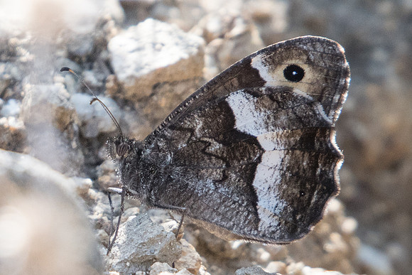Hipparchia alcyone-1140 Route Eus-Sournia - 15/07/23
