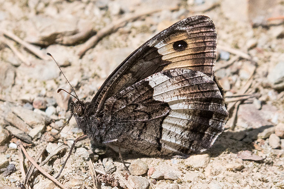 Hipparchia alcyone-2322 - Nohedes - 16/07/23