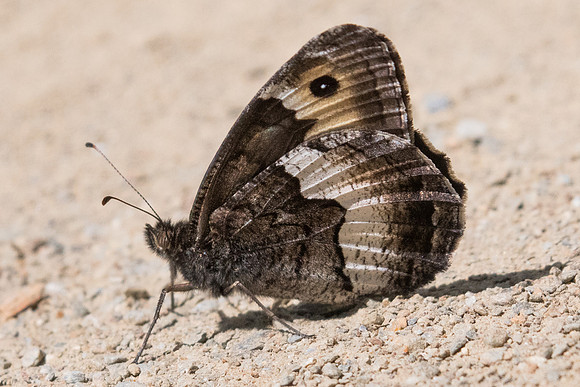 Hipparchia alcyone-2333 - Nohedes - 16/07/23