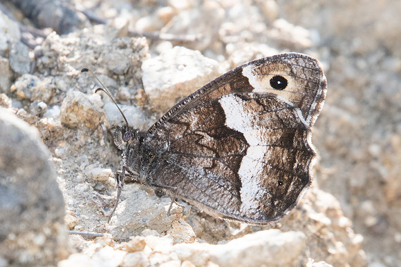 Hipparchia alcyone-1153 -Route Eus-Sournia - 15/07/23